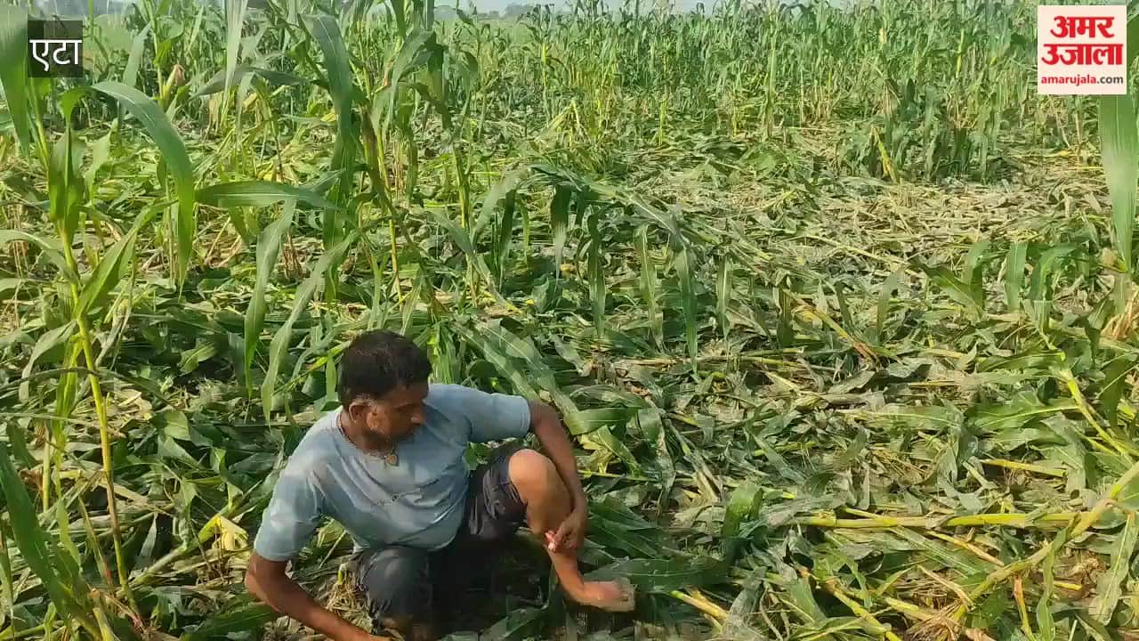 Double Trouble for Etah Farmers: Wild Animals Damage Maize Crop, Rain and Winds Flatten Fields