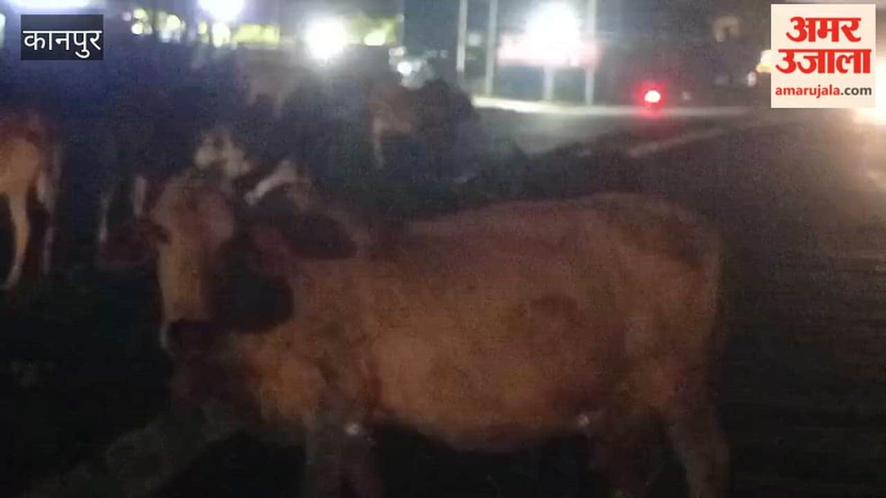 Kanpur: Gathering of stray cattle on state highway brings traffic to a halt
