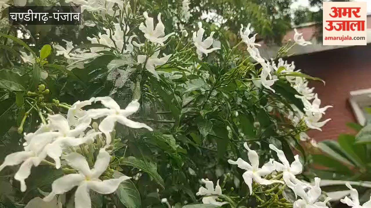 Light rain in chandigarh