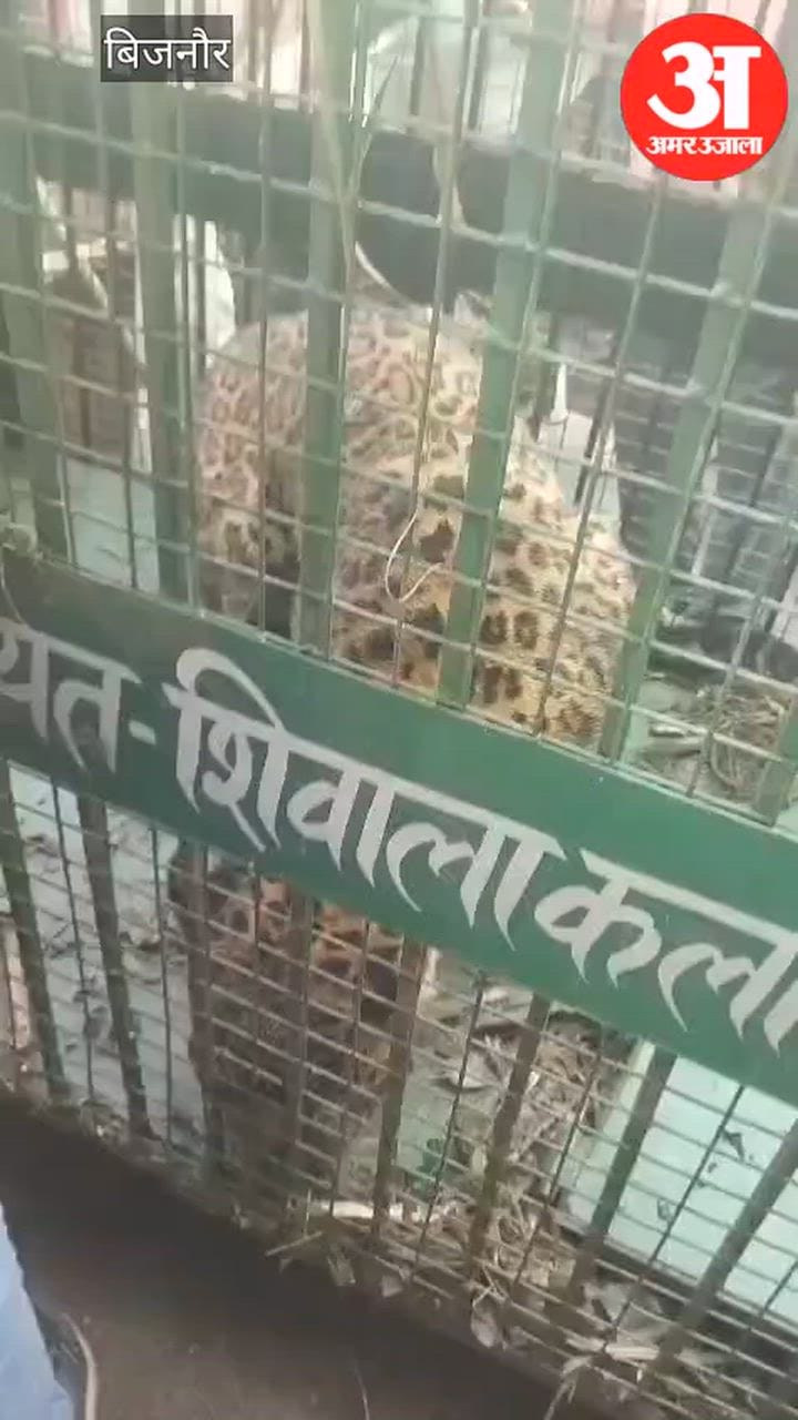 बिजनौर: गांव करनपुर गांवड़ी में पिंजरे में कैद हुआ तेंदुआ