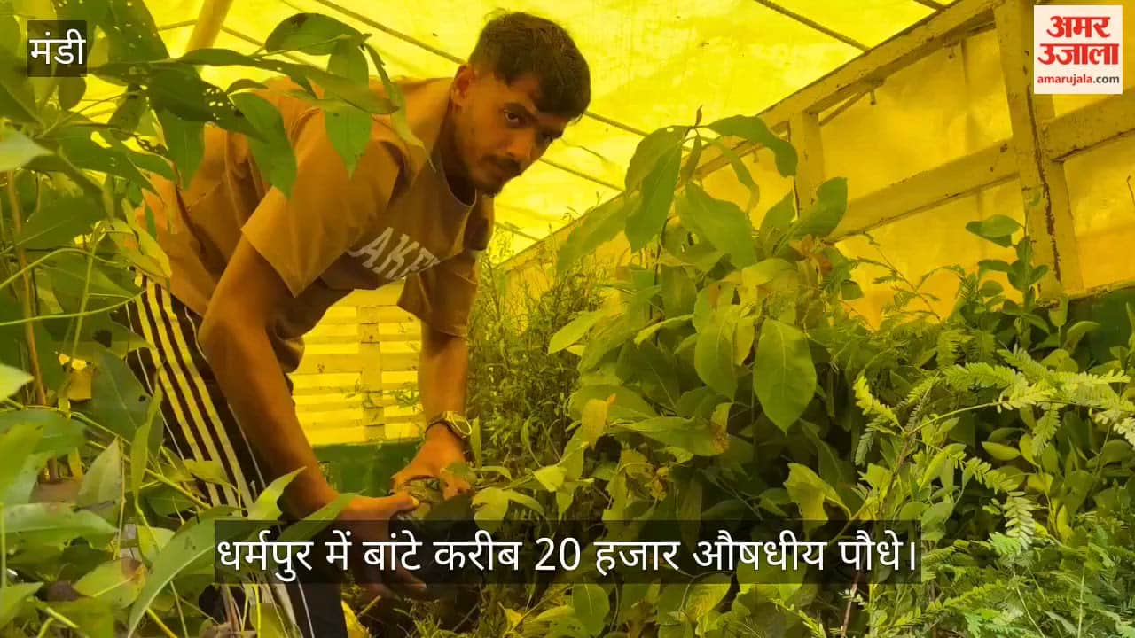dharampur sai eternal foundation distributed 20000 medicinal plants