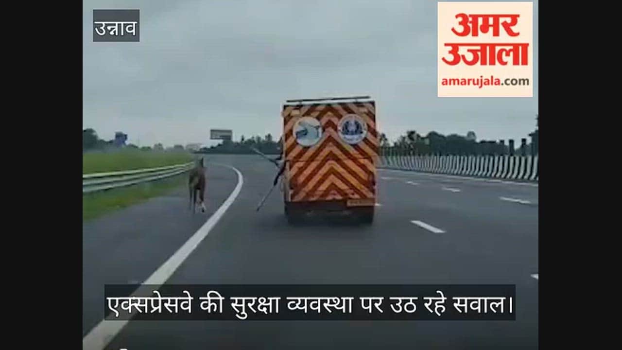 Unnao: Horse Runs onto Lucknow-Kanpur Expressway, Viral Video Raises Safety Concerns