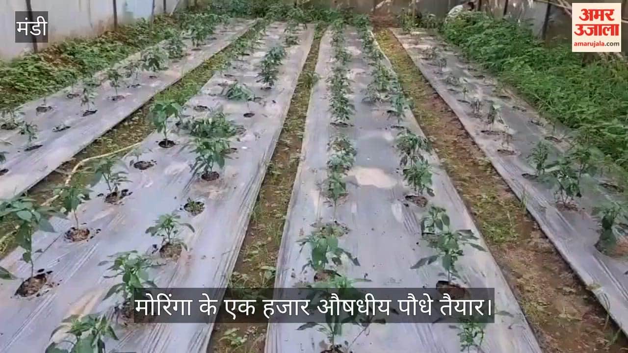 1,000 medicinal Moringa plants ready; Sai Internal Foundation also developing Harad and Bheda saplings.