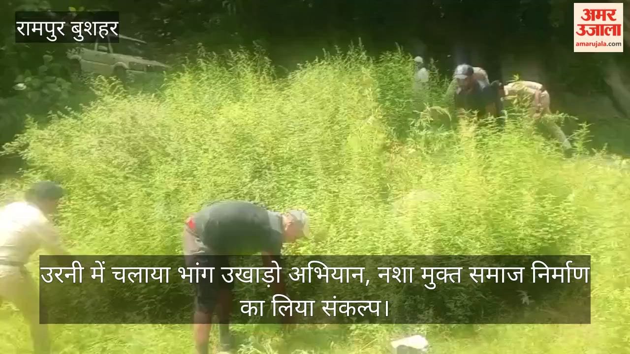 Kinnaur: Cannabis eradication drive conducted in Urni; pledge taken to build a drug-free society.