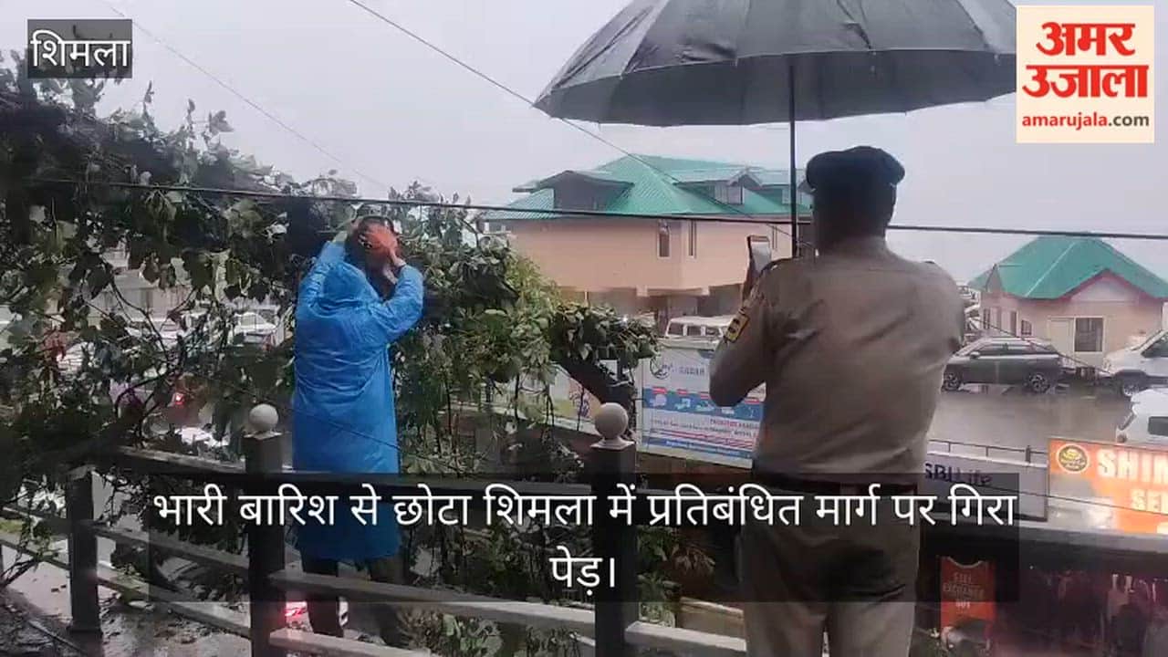 Tree falls on restricted road in Chhota Shimla due to heavy rain.