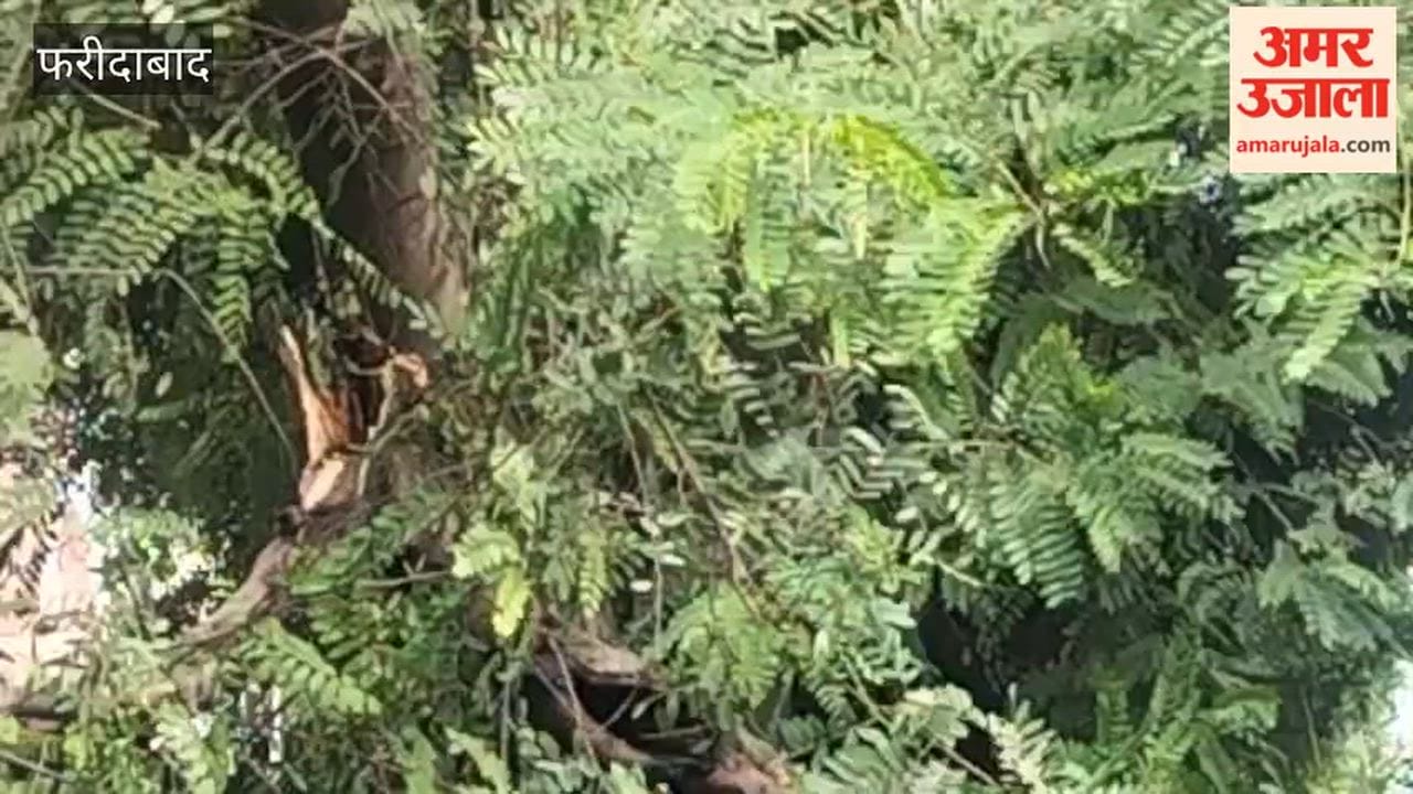 Faridabad Tree falls due to rain major accident averted on Neelam Railway Road