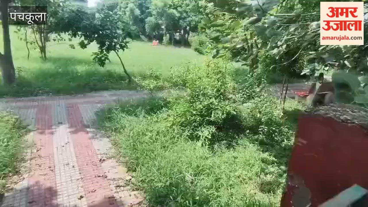 Grass grows in Panchkula Sector 28 parks, anger over lack of cleanliness