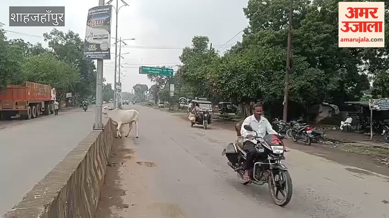 Scooty collides with stray animal in Shahjahanpur Home Guard dies