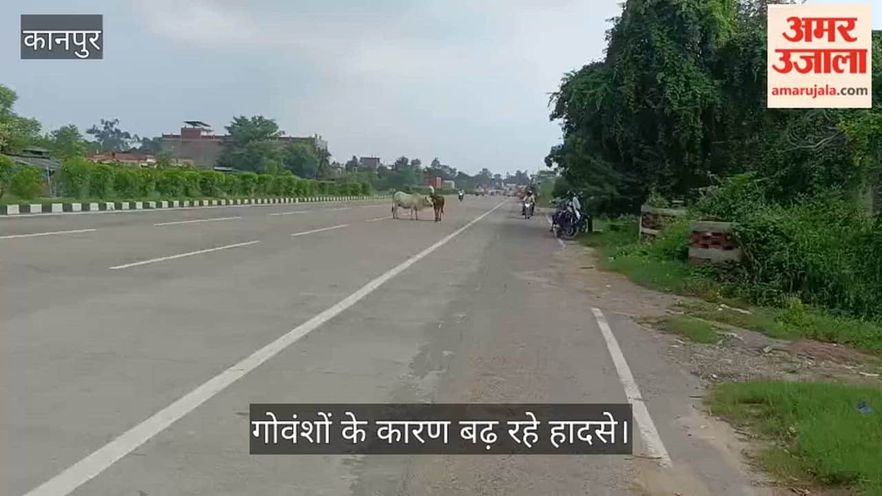 Stray Cattle Cause Accidents on Kanpur-Prayagraj Highway