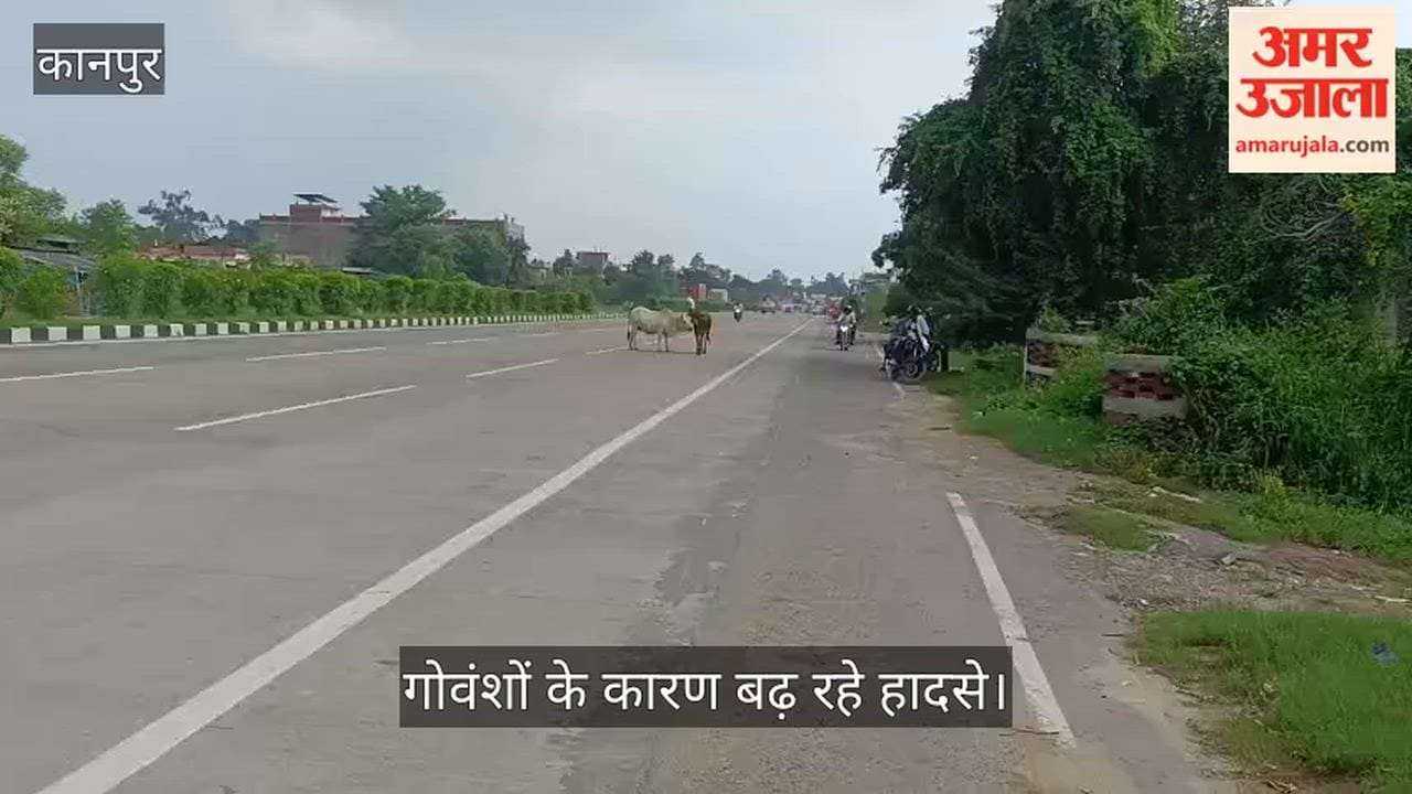 Stray Cattle Cause Accidents on Kanpur-Prayagraj Highway