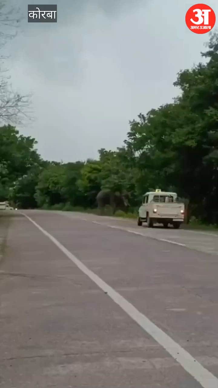 CG Wild Elephant Blocks National Highway Long Queue of Vehicles Stalls Traffic for Hours