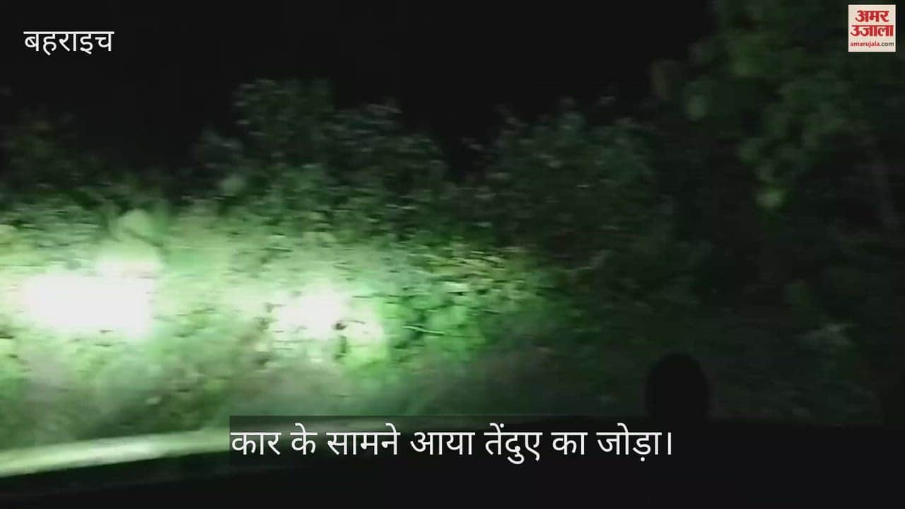 VIDEO: कार के सामने आया तेंदुए का जोड़ा, पांच मिनट तक सड़क पर करता रहा अठखेलियां