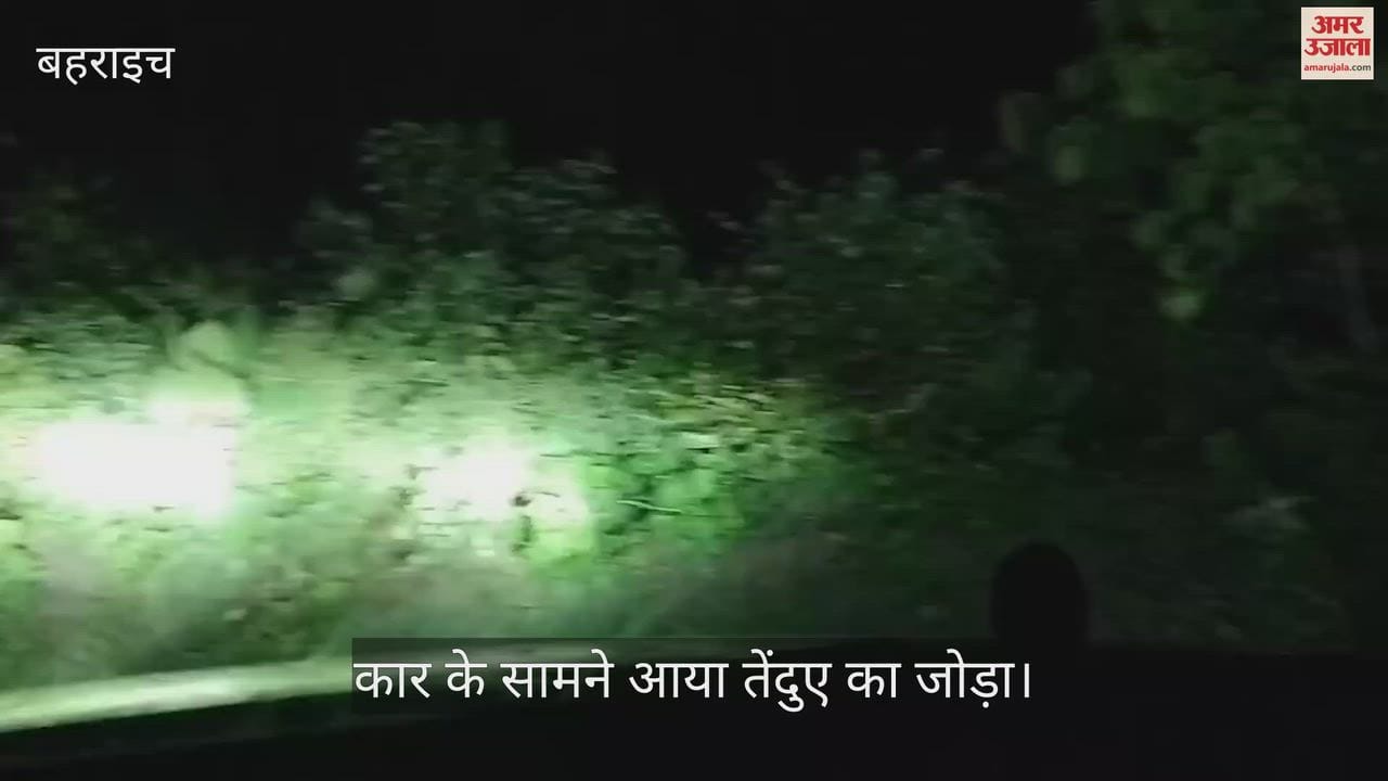 VIDEO: कार के सामने आया तेंदुए का जोड़ा, पांच मिनट तक सड़क पर करता रहा अठखेलियां