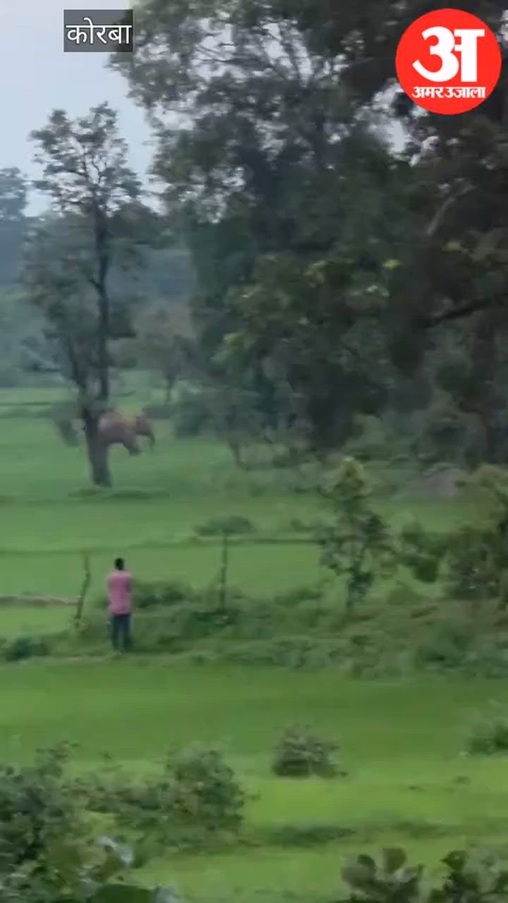 Despite forest minister's claim of reduced conflict, tusker terror persists in Korba's Pasan range;