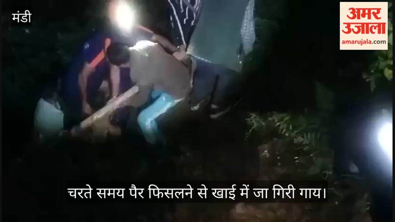 thunag mandi sdrf rescues cow from 100 feet deep gorge