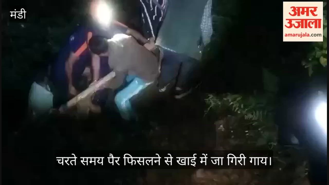 thunag mandi sdrf rescues cow from 100 feet deep gorge