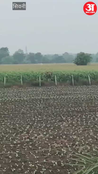 Wild elephant spotted in Seoni: Panic in maize fields; Forest Department monitoring every move