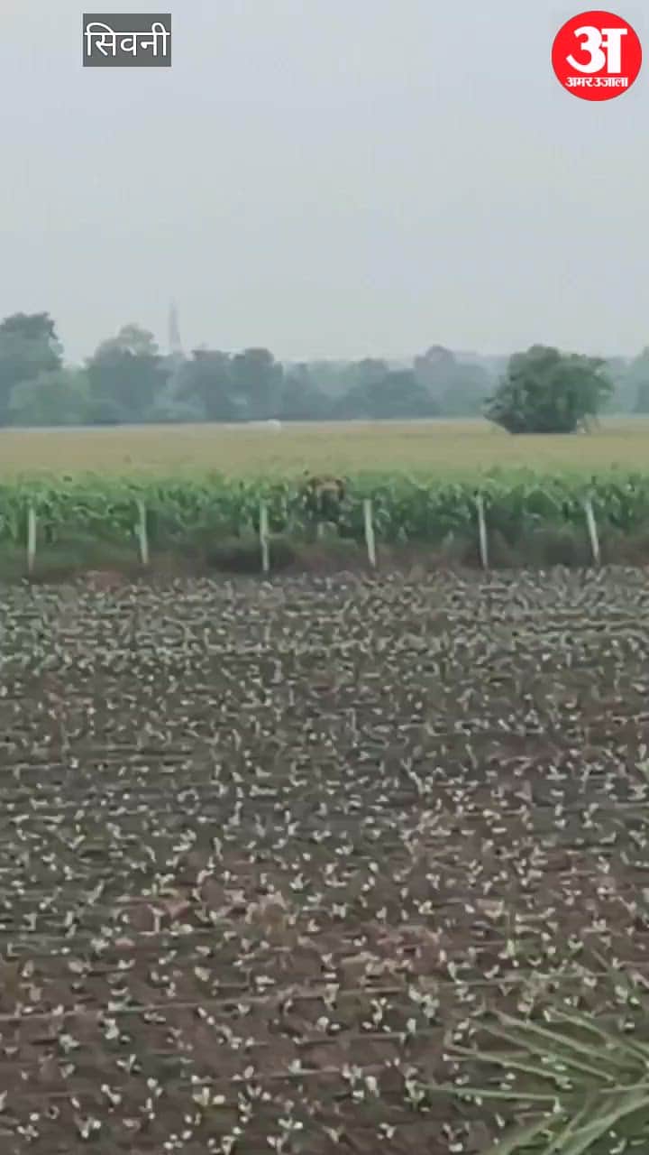 Wild elephant spotted in Seoni: Panic in maize fields; Forest Department monitoring every move