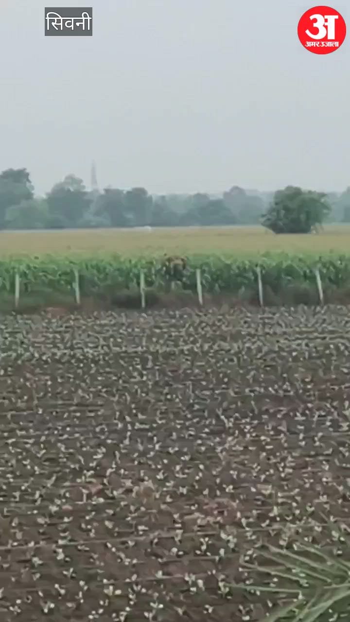 Wild elephant spotted in Seoni: Panic in maize fields; Forest Department monitoring every move