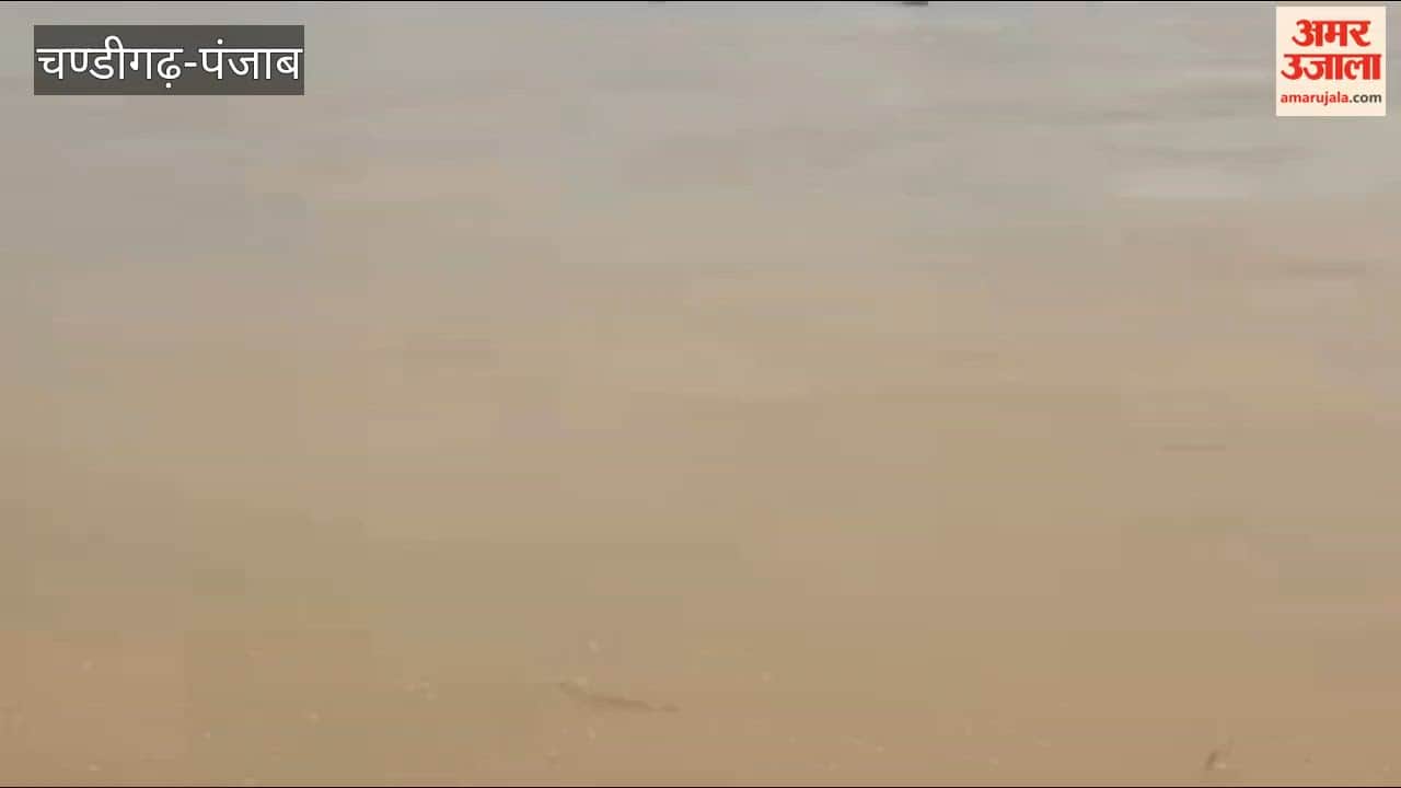 Three crocodiles spotted together in the Sutlej River in Ferozepur.