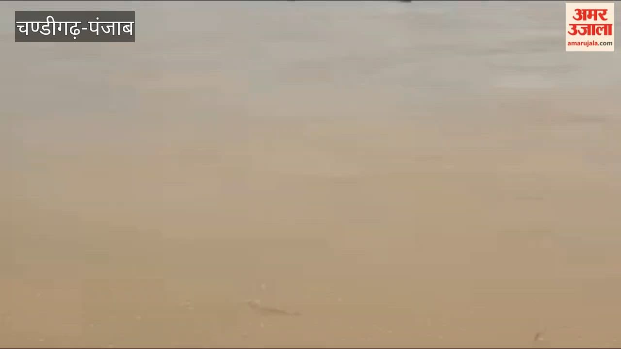 Three crocodiles spotted together in the Sutlej River in Ferozepur.