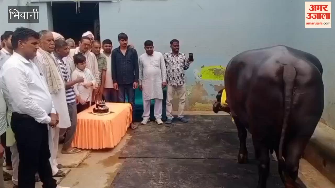 Sanjay Raparia from Jui Khurd in Bhiwani celebrated the sixth birthday of his buffalo, Dharma; he planted Triveni and cut a cake