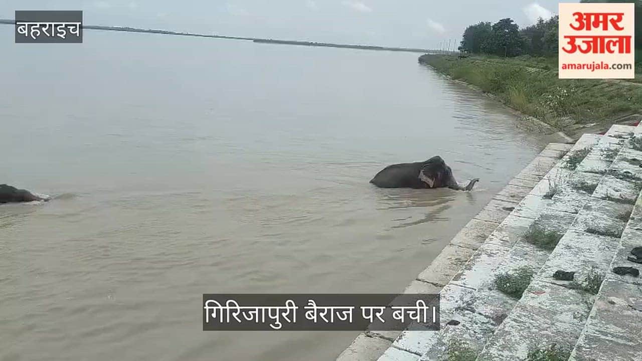 Video: नेपाल से बहकर आए पांच हाथियों की जिंदगी चौधरी चरण सिंह गिरिजापुरी बैराज पर बची