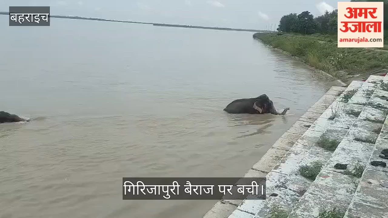 Video: नेपाल से बहकर आए पांच हाथियों की जिंदगी चौधरी चरण सिंह गिरिजापुरी बैराज पर बची