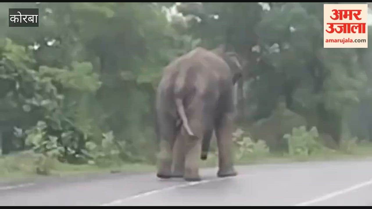 Elephant stops diesel tanker in Katghora: On honking horn, it ran towards tanker, blocking the highway for hal