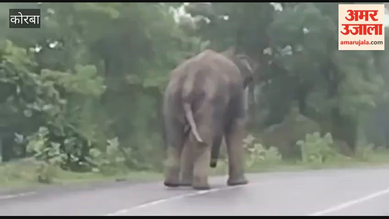 Elephant stops diesel tanker in Katghora: On honking horn, it ran towards tanker, blocking the highway for hal