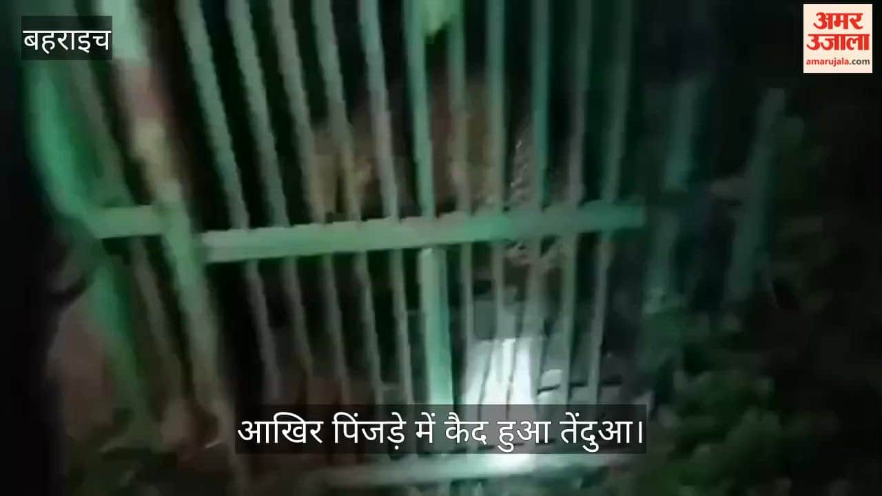 Video: आखिर पिंजड़े में कैद हुआ तेंदुआ, कई दिनों से दहशत में जी रहे ग्रामीणों ने ली राहत की सांस