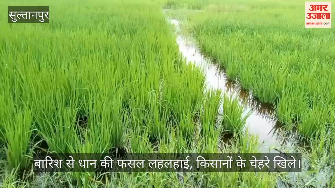 VIDEO: बारिश से धान की फसल लहलहाई, किसानों के चेहरे खिले, बोले- उम्मीद है कि इस बार फसल अच्छी होगी