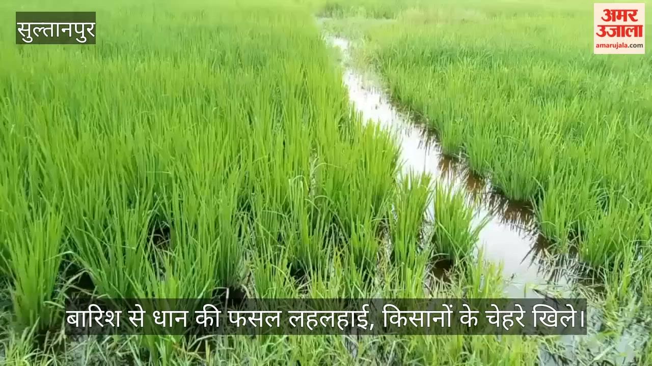 VIDEO: बारिश से धान की फसल लहलहाई, किसानों के चेहरे खिले, बोले- उम्मीद है कि इस बार फसल अच्छी होगी