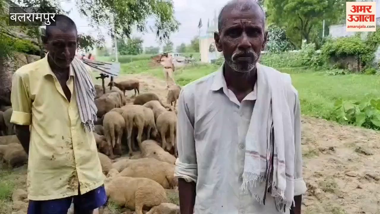 बलरामपुर में भेड़ों के बाड़े में घुसा तेंदुआ, भगदड़ से 88 भेड़ों की मौत; 13 घायल