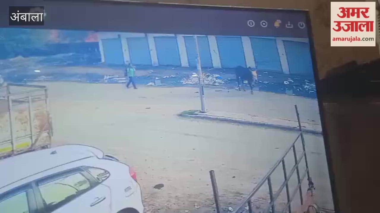 In Ambala's Lalkurti a bull lifted a school-going girl five feet into the air and slammed her down