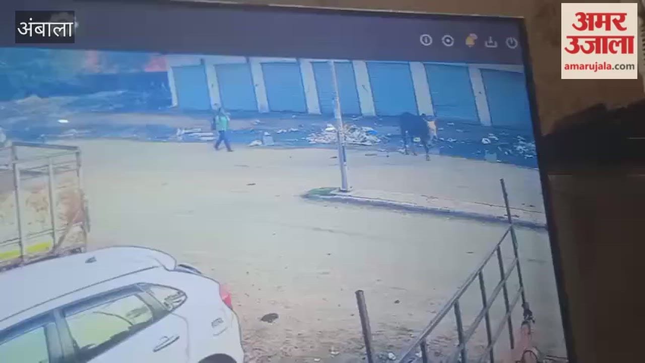 In Ambala's Lalkurti a bull lifted a school-going girl five feet into the air and slammed her down