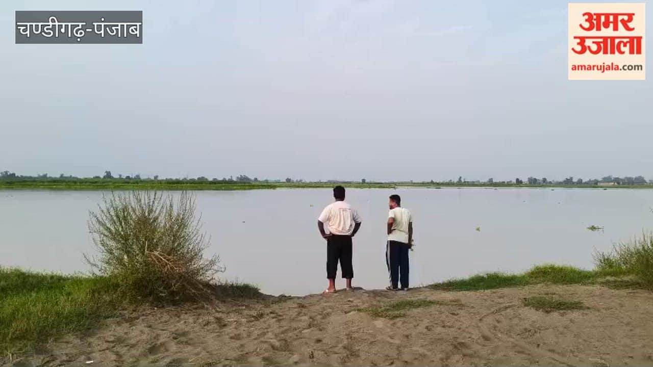 With the rainfall subsiding, the Sutlej has calmed down, raising hopes of saving the paddy crop in villages along the Hussainiwala border.