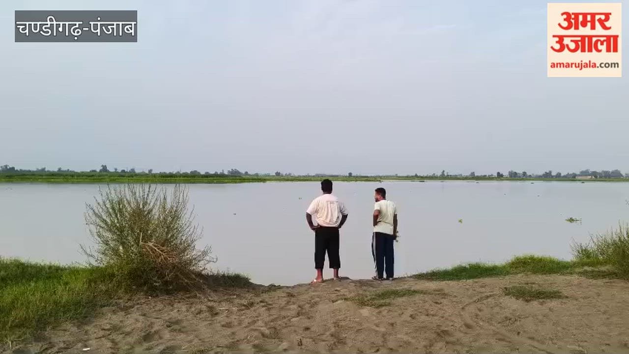 With the rainfall subsiding, the Sutlej has calmed down, raising hopes of saving the paddy crop in villages along the Hussainiwala border.