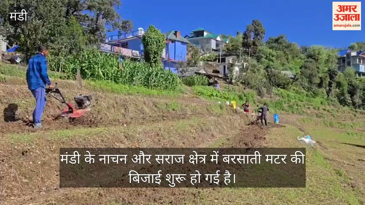nachan seraj rainy pea sowing 30000 hectare himachal