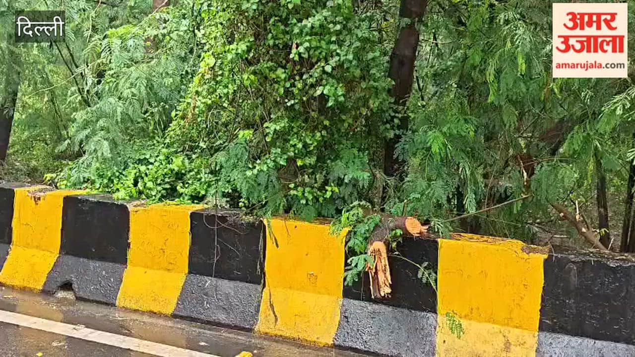 Trees fell on Vikas Marg due to torrential rain in Delhi