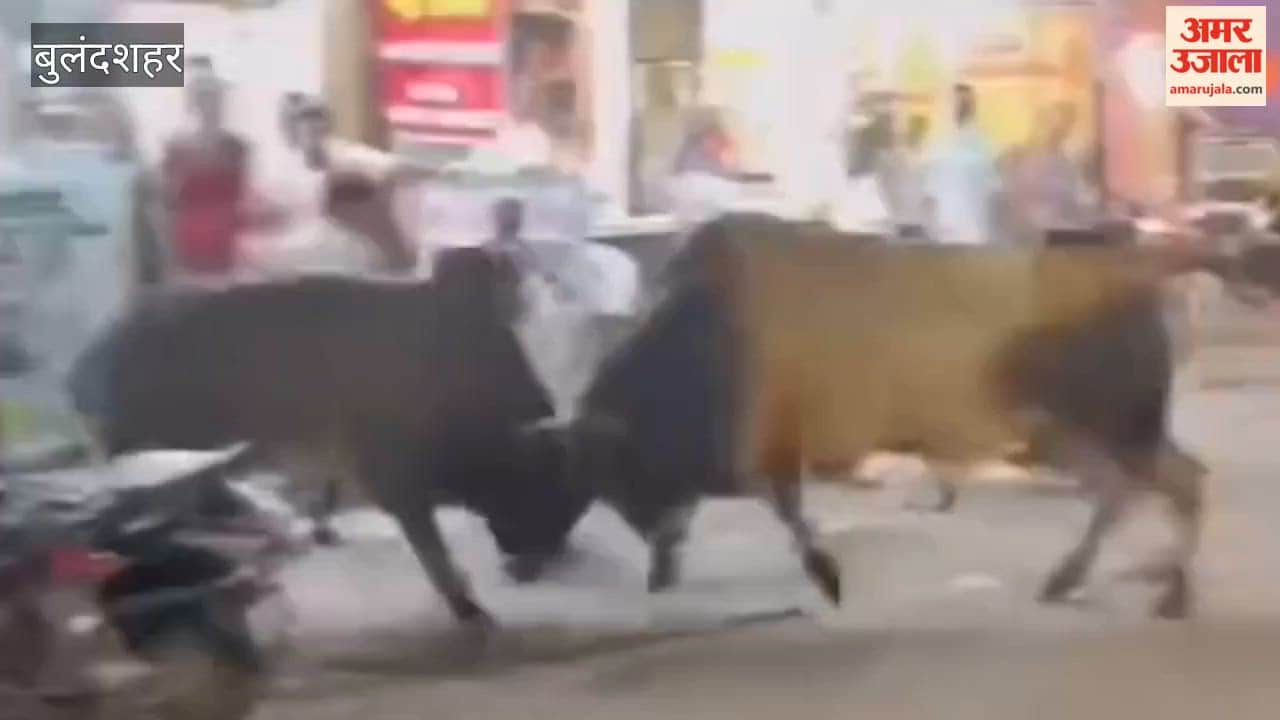 Fierce clash between two stray bulls in middle of market