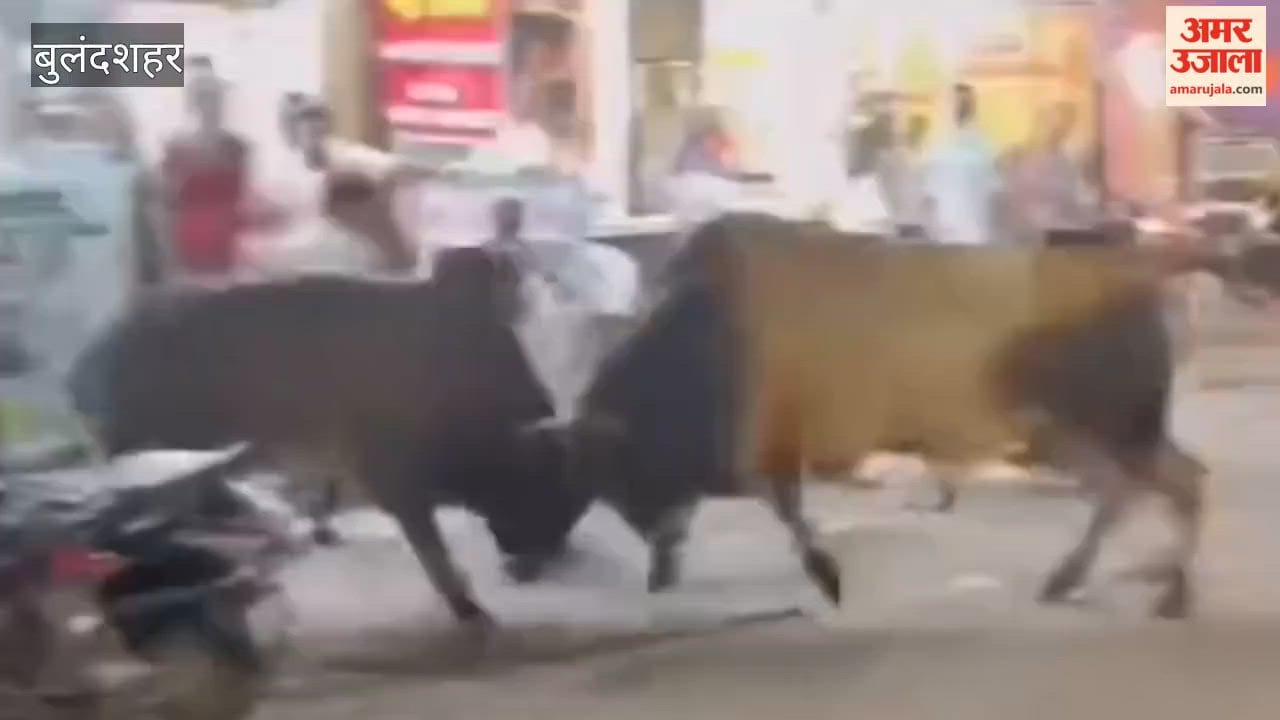 Fierce clash between two stray bulls in middle of market