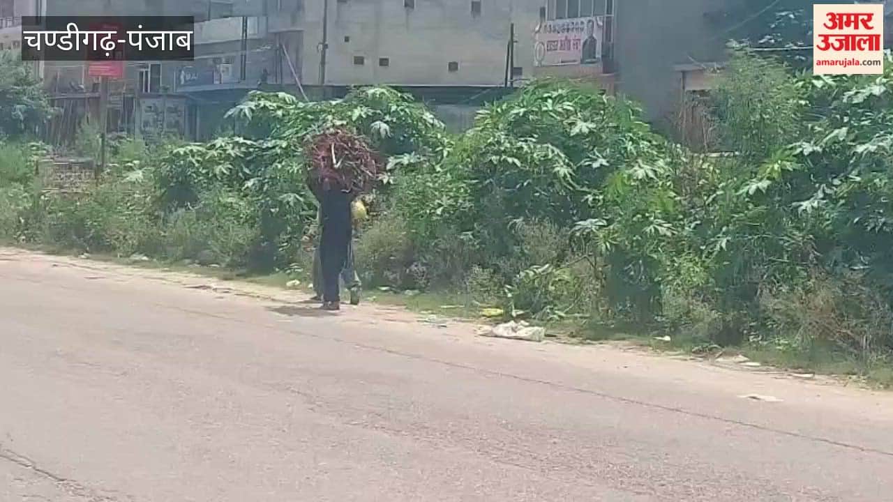 High cost of cooking gas forces villagers to fetch wood from the forest.