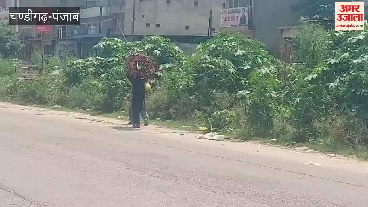 High cost of cooking gas forces villagers to fetch wood from the forest.