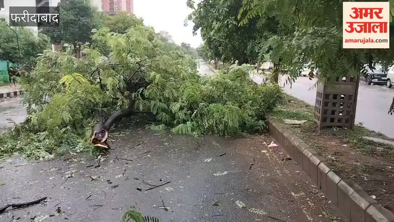 Tree falls in middle of  road near Bhagat Singh Chowk in Faridabad