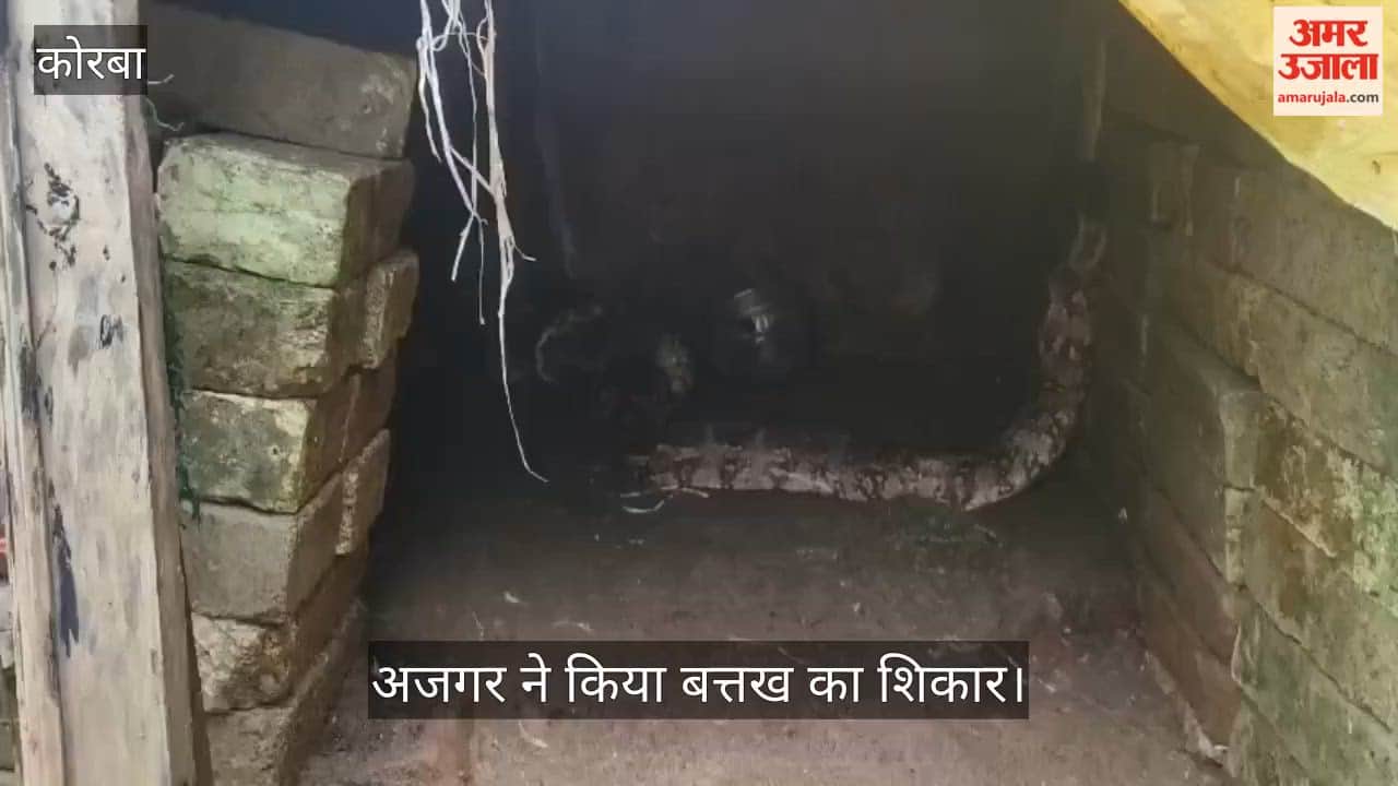 12-kg python swallows duck at Korba farmhouse, family shocked seeing enclosure, rescued and released safely