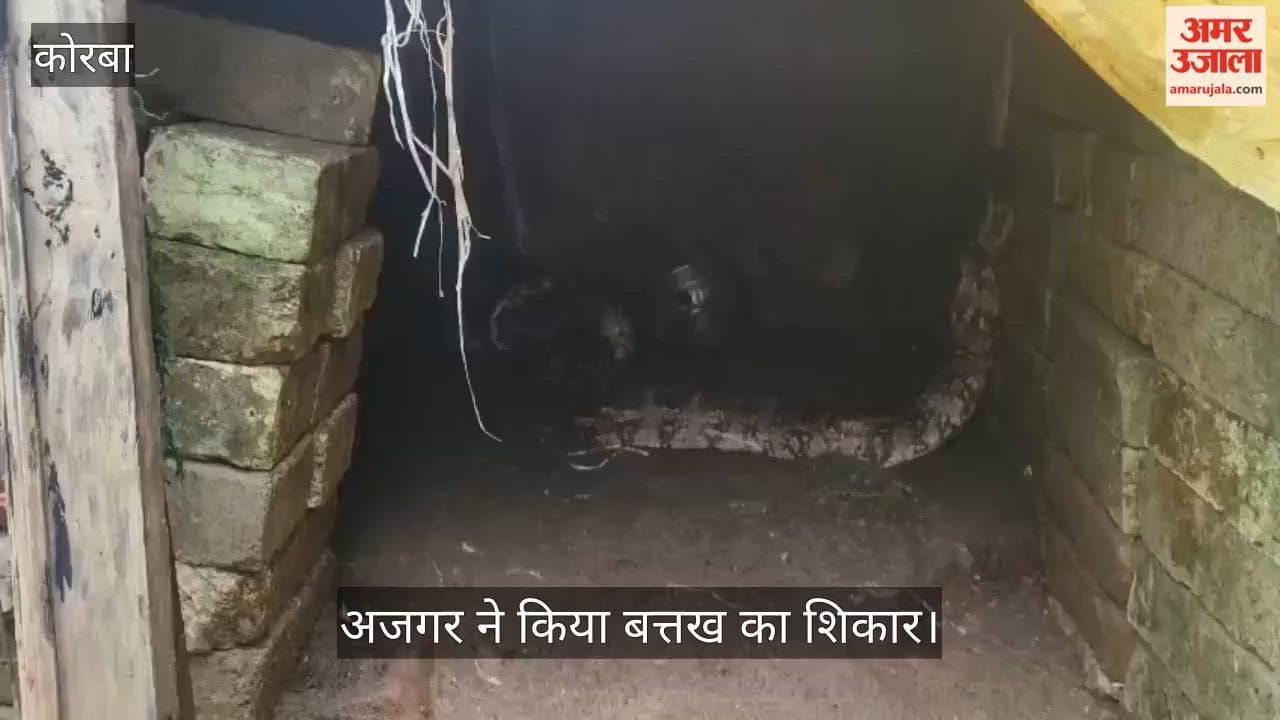 12-kg python swallows duck at Korba farmhouse, family shocked seeing enclosure, rescued and released safely
