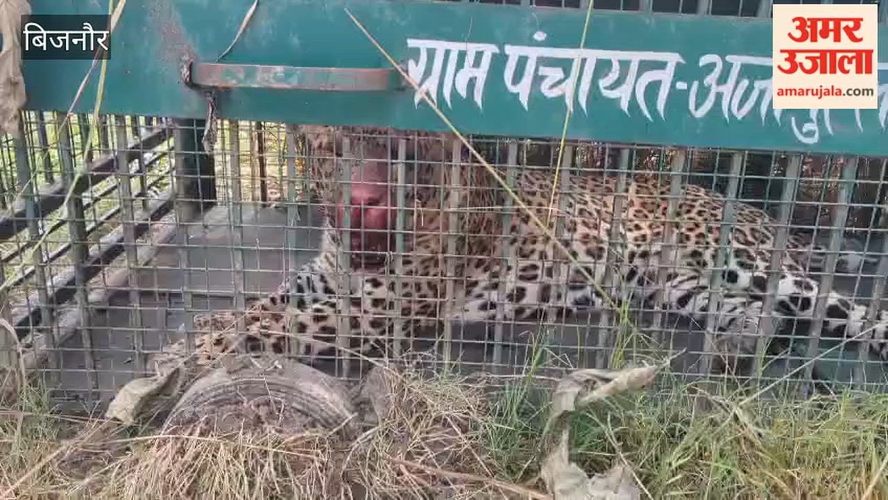 Bijnor: Leopard Trapped in Cage After Repeated Sightings in Agwanpur