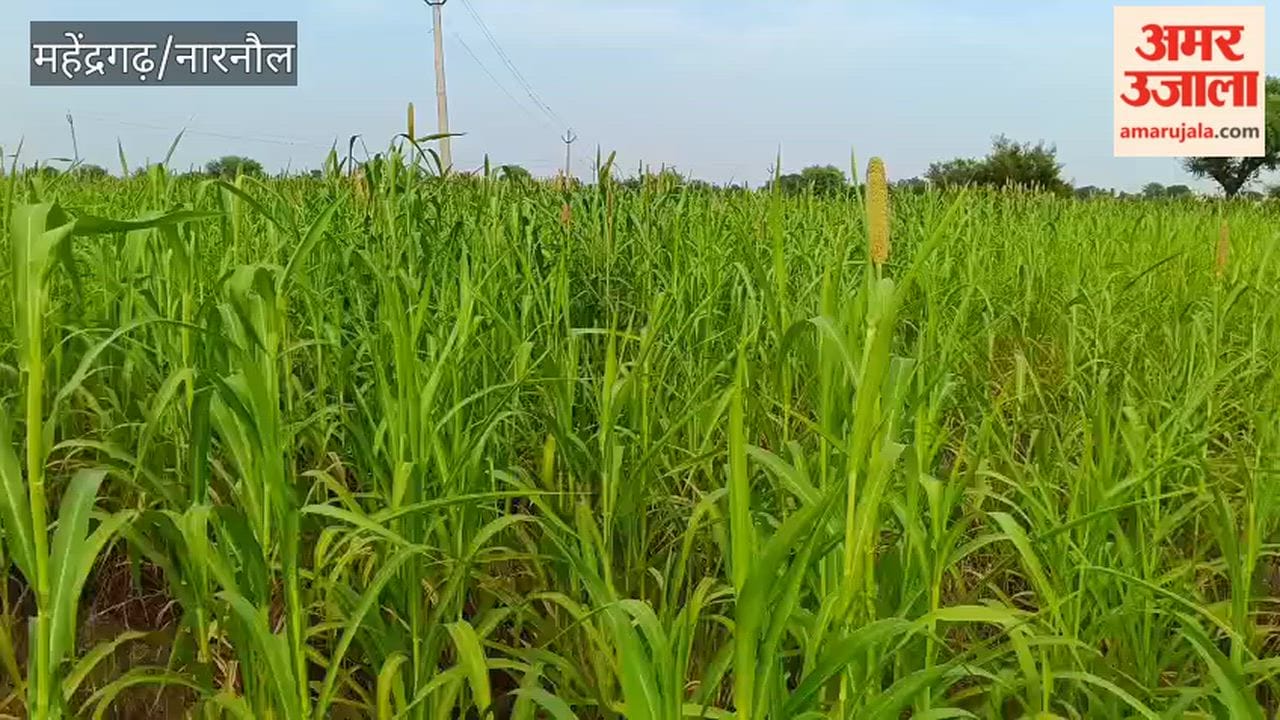 No water in Narnaul's canals; rainfall also awaited; pearl millet crop being affected.