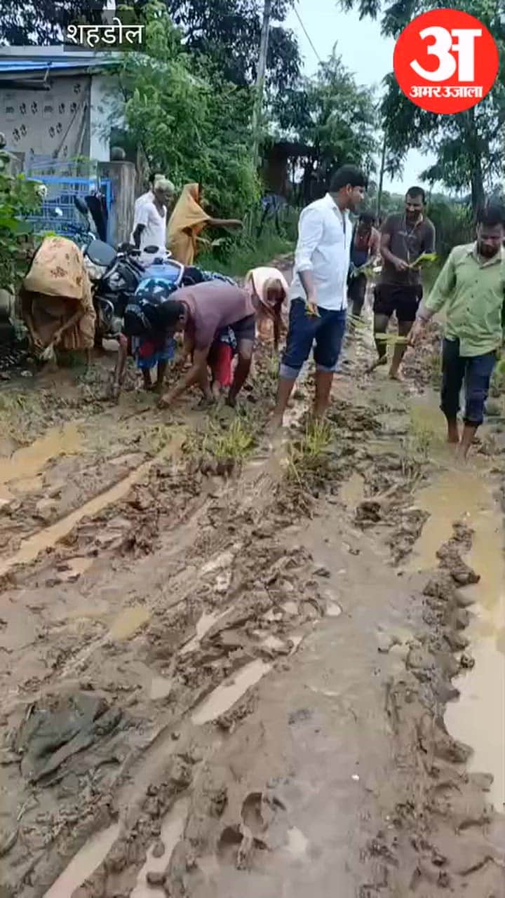 Villagers plant paddy on a road turned into mud; 400 families face hardship.